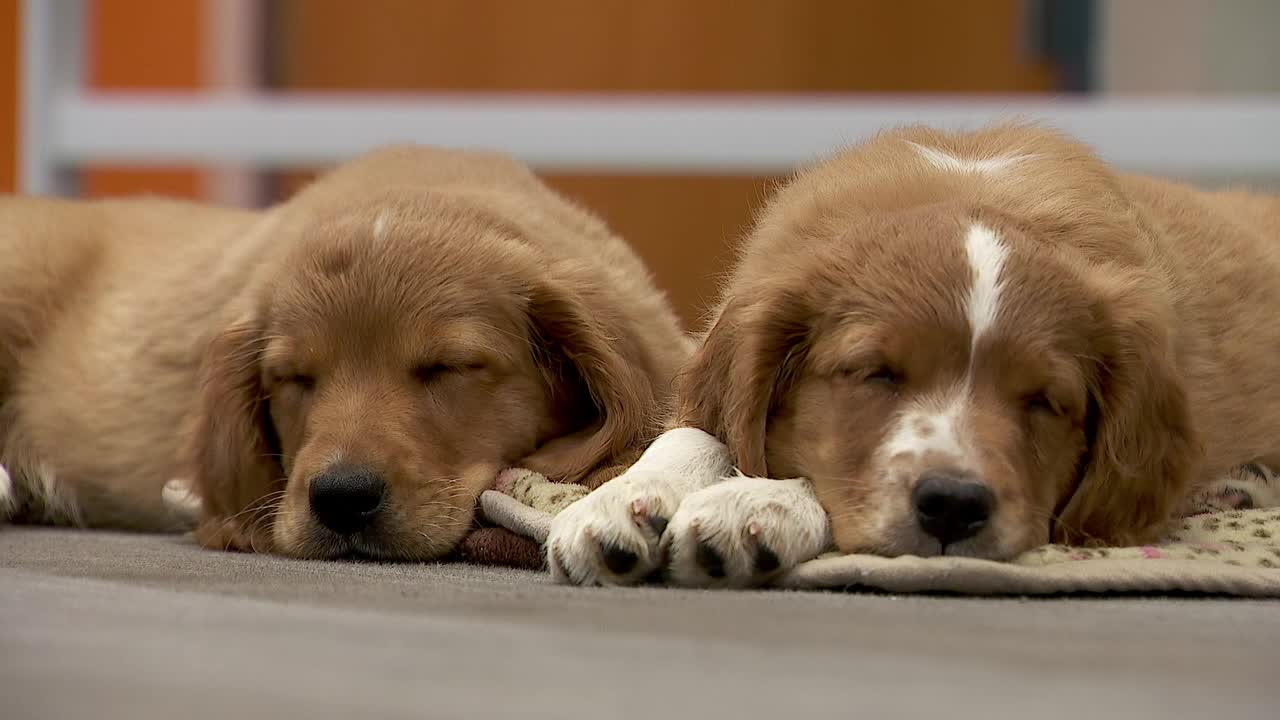 36 dogs rescued from unlicensed breeder in Cass County — Elk River Community news